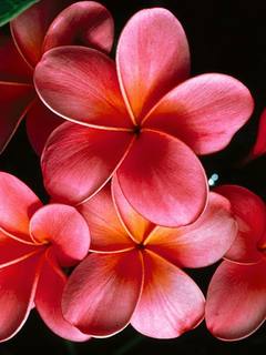 Other Wallpapers 0782